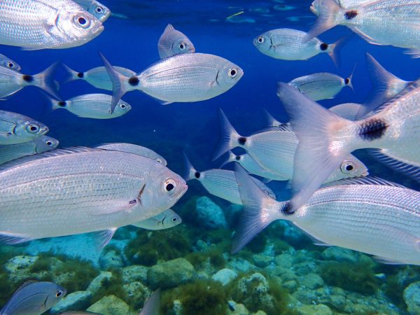 Fish