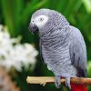 parrot