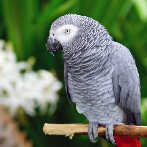 parrot