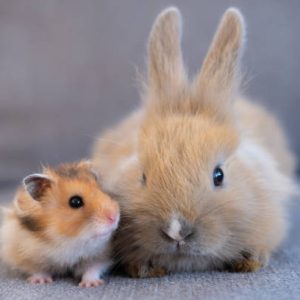 Small animals rodents