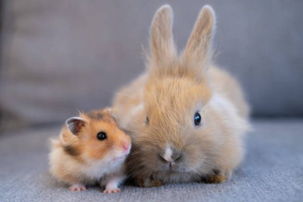 Small animals rodents