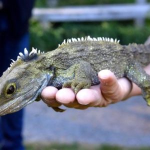 Reptiles