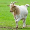 Goat