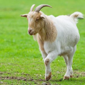 Goat