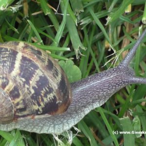 Attention! Racing snail has escaped! Caution! It runs very fast! Reward offered!